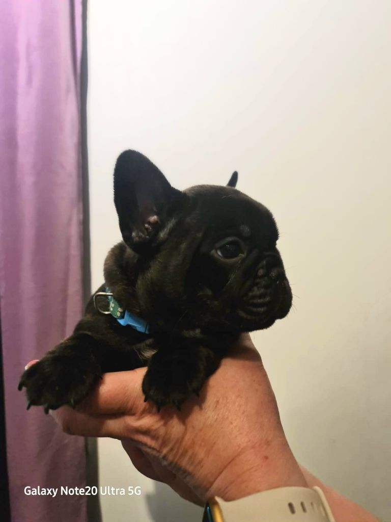 Domaine de Floyd et Louna - Chiot disponible  - Bouledogue français