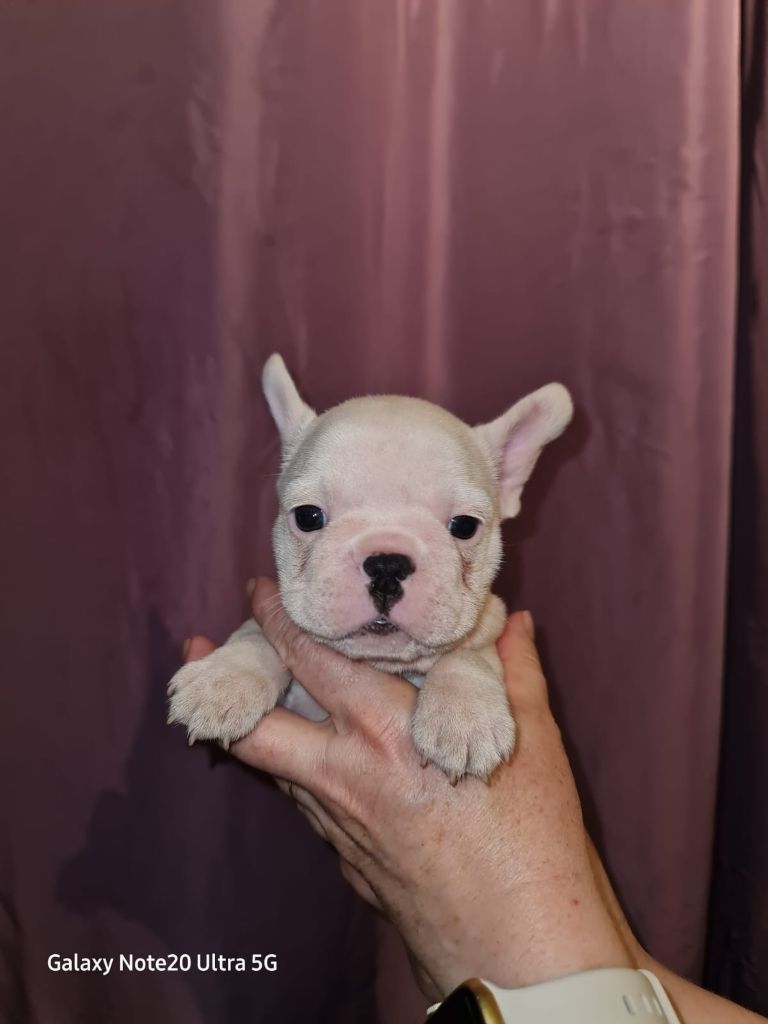 Domaine de Floyd et Louna - Chiot disponible  - Bouledogue français