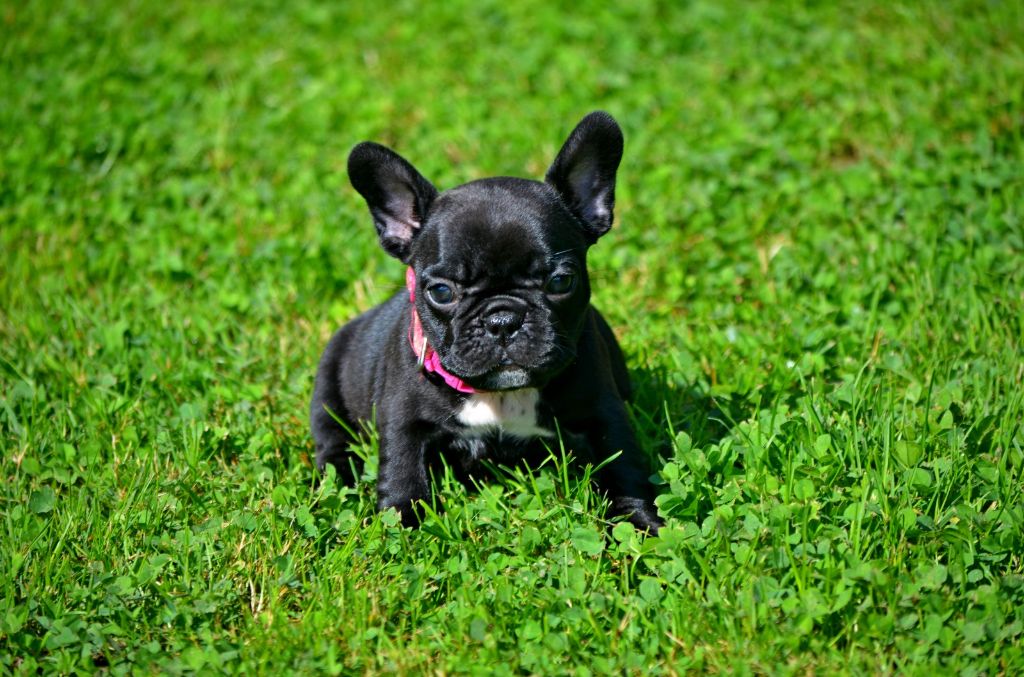 Domaine de Floyd et Louna - Chiot disponible  - Bouledogue français