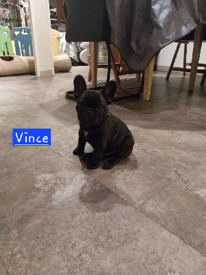 Vince