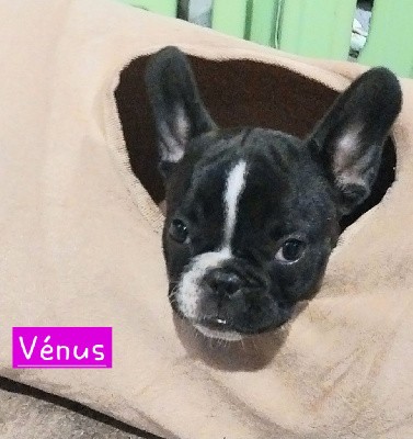 Vénus