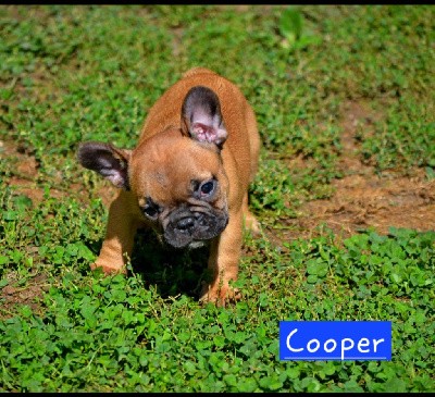 Cooper 