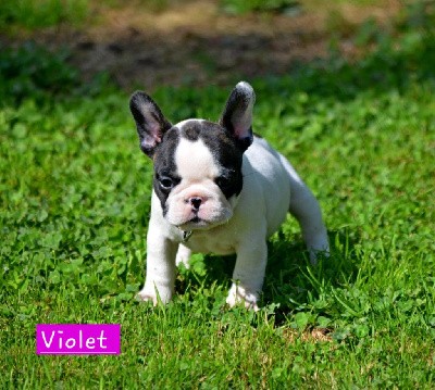 Violet