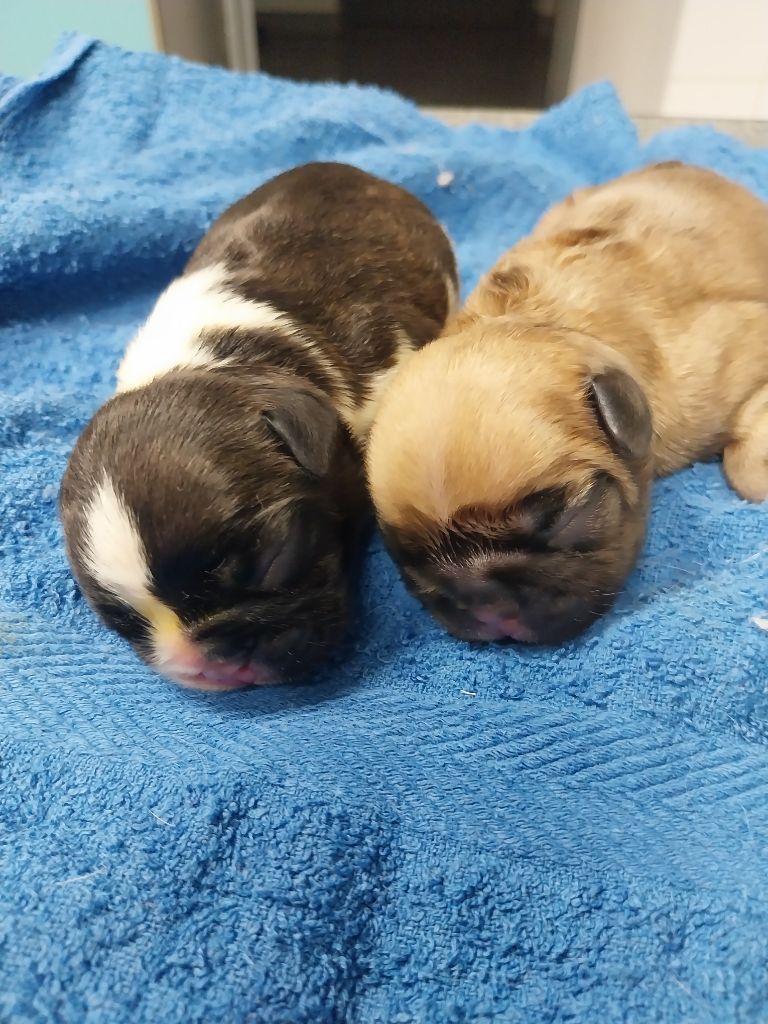 chiot Bouledogue français Domaine de Floyd et Louna