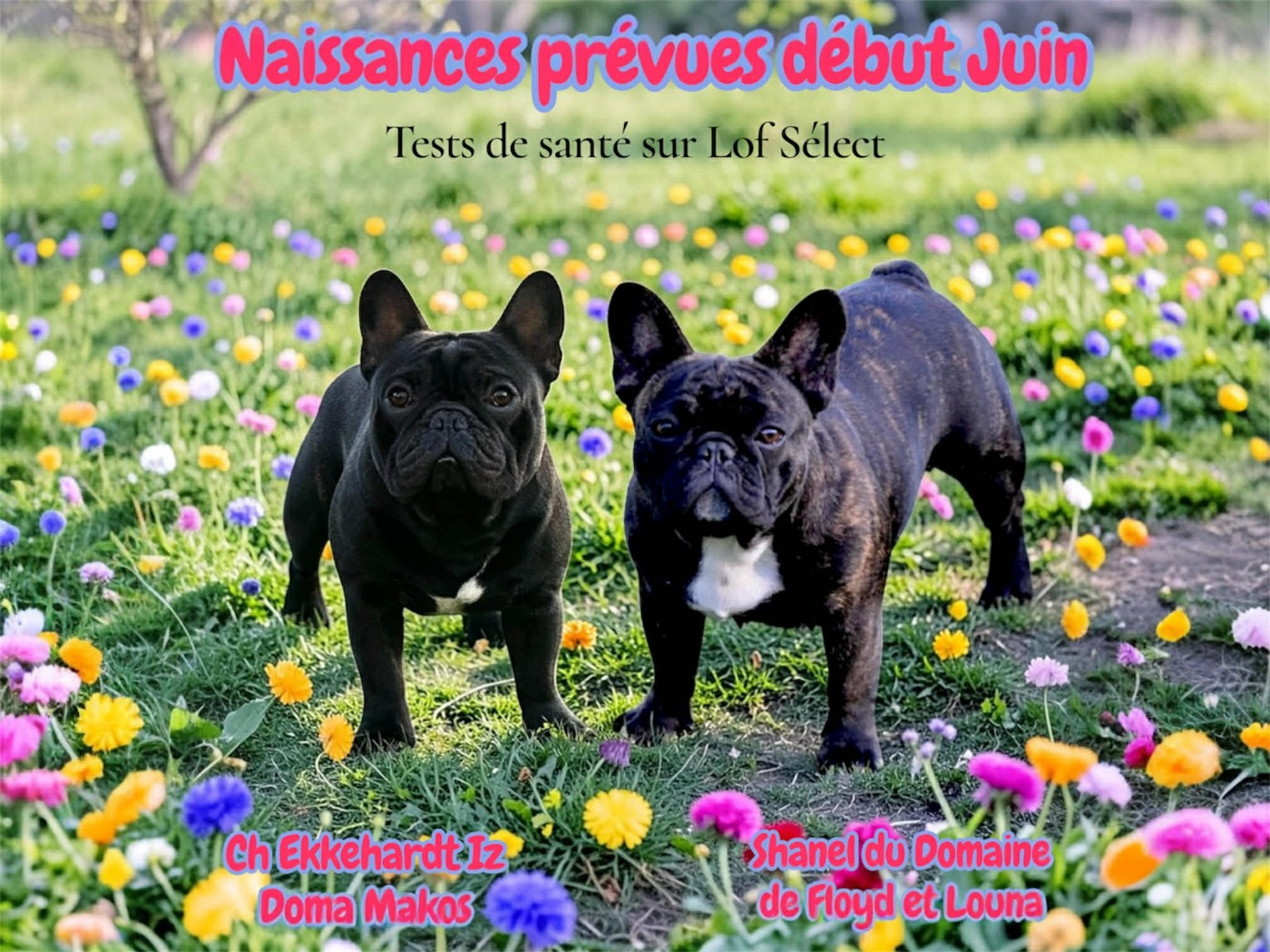 Futurs bébés début juin