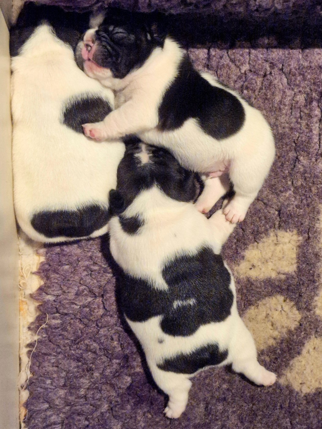 Chiot Bouledogue français Domaine de Floyd et Louna