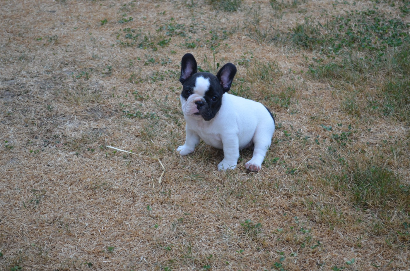 Domaine de Floyd et Louna - Chiots disponibles - Bouledogue français