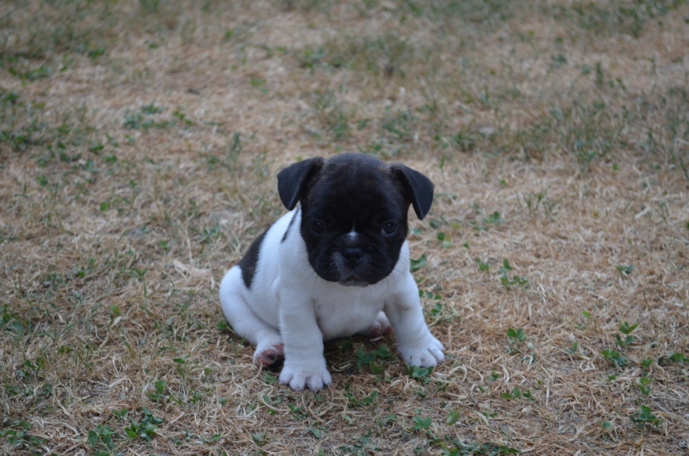 Domaine de Floyd et Louna - Chiots disponibles - Bouledogue français