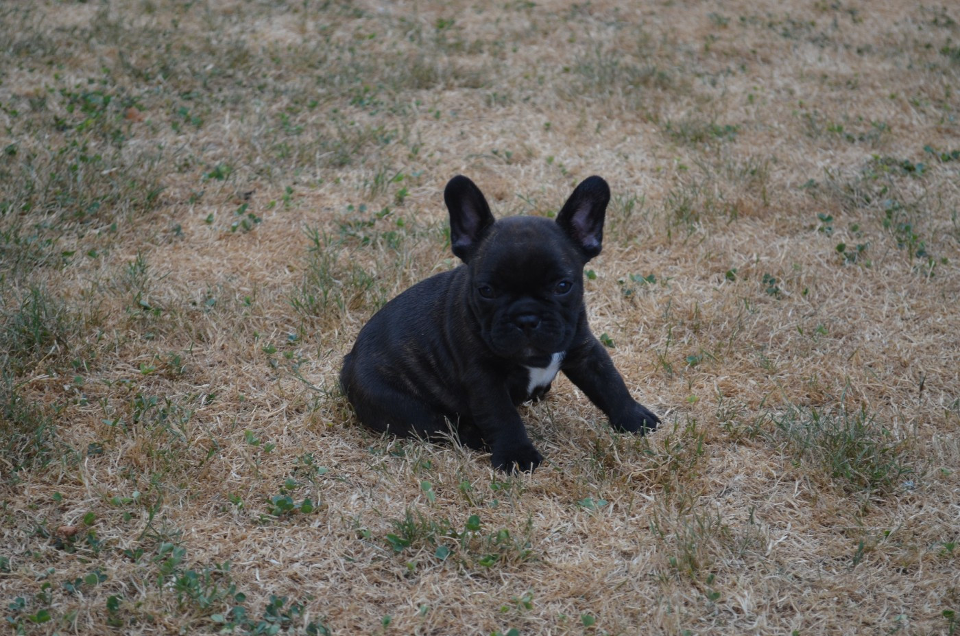 Domaine de Floyd et Louna - Chiots disponibles - Bouledogue français