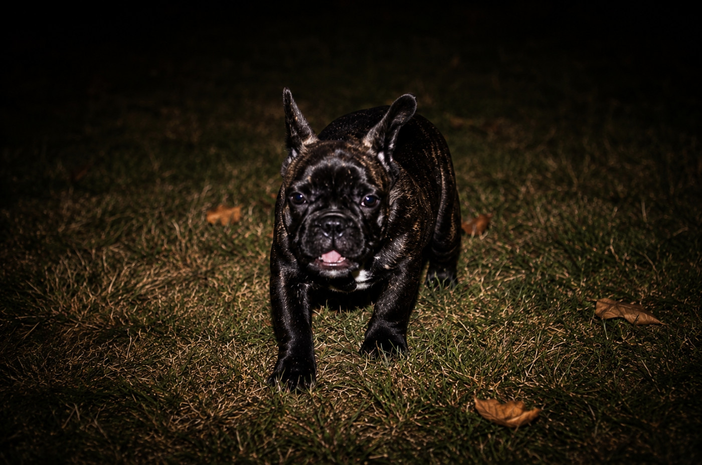 Domaine de Floyd et Louna - Chiots disponibles - Bouledogue français
