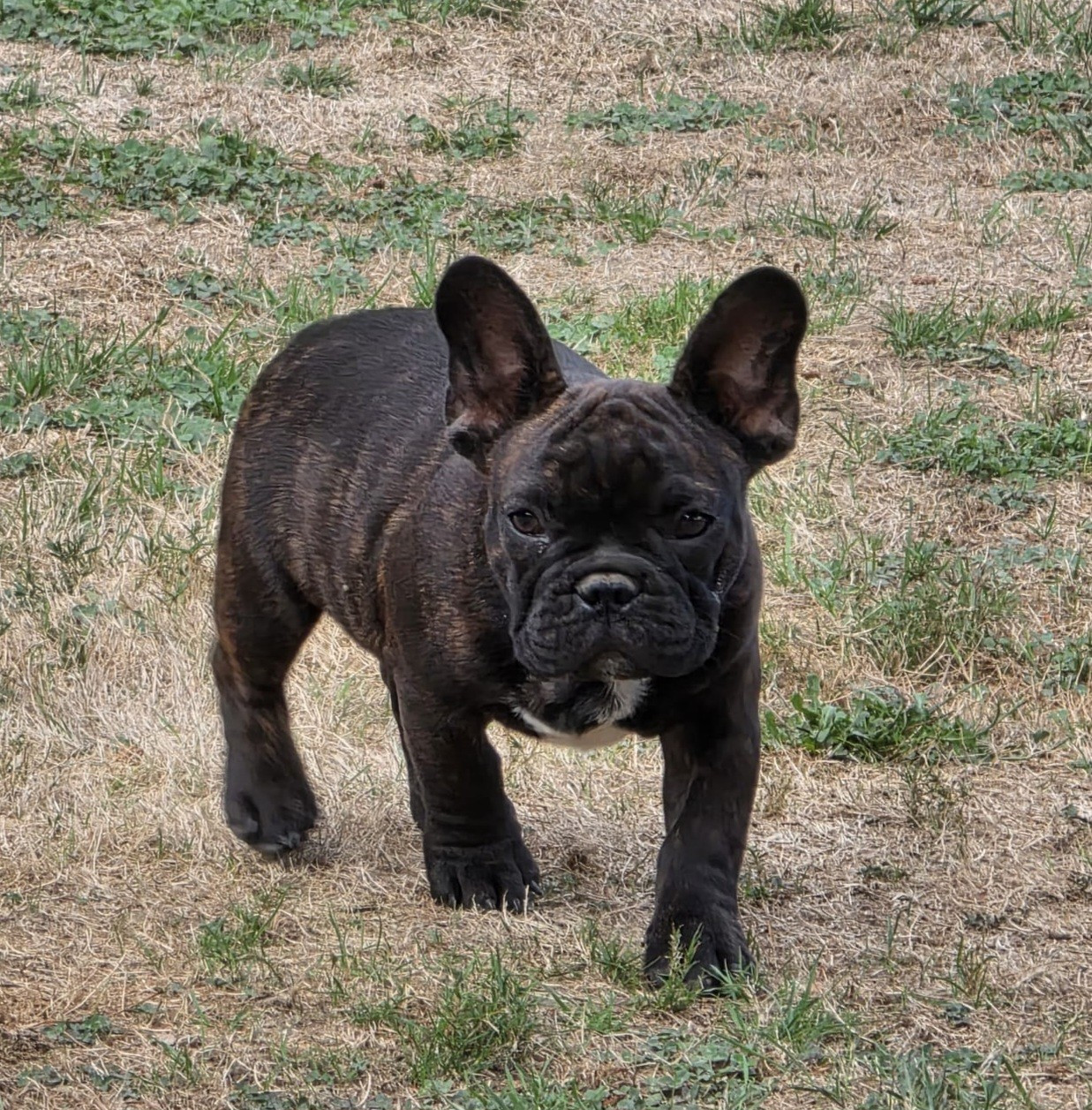 Domaine de Floyd et Louna - Chiots disponibles - Bouledogue français