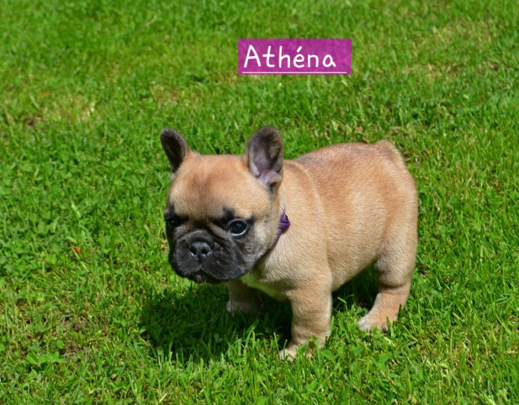 Domaine de Floyd et Louna - Chiots disponibles - Bouledogue français