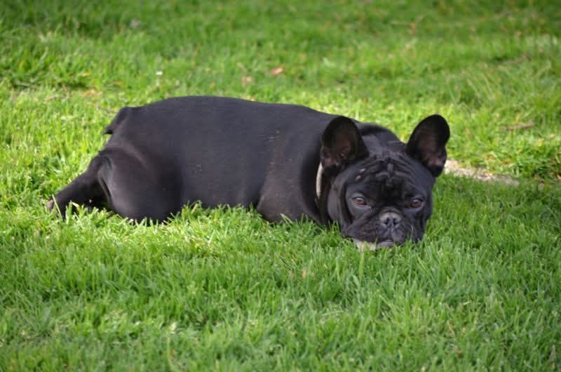 Domaine de Floyd et Louna - Chiots disponibles - Bouledogue français